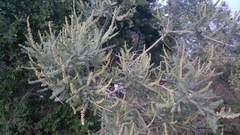 Eysenhardtia polystachya