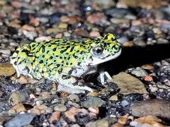 Anaxyrus debilis