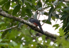 Trogon curucui