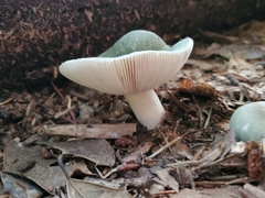 Russula crustosa