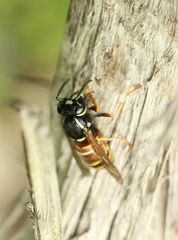 Vespula rufa