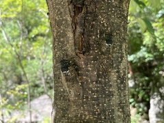 Hyalessa maculaticollis