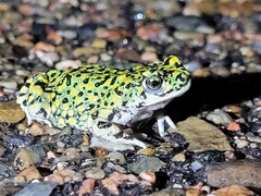 Anaxyrus debilis