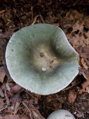 Russula crustosa
