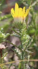Xanthisma spinulosum