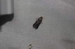 Acrobasis tricolorella