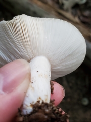 Russula crustosa