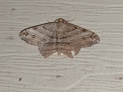 Macaria multilineata