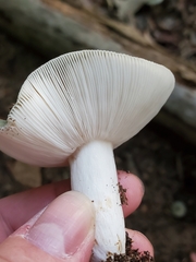 Russula crustosa