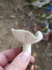 Russula crustosa
