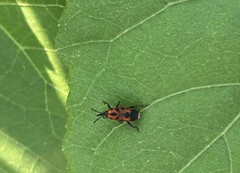 Rhodobaenus quinquepunctatus