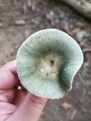 Russula crustosa