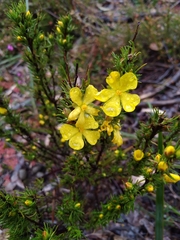 Hibbertia fasciculata