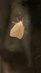 Machimia tentoriferella