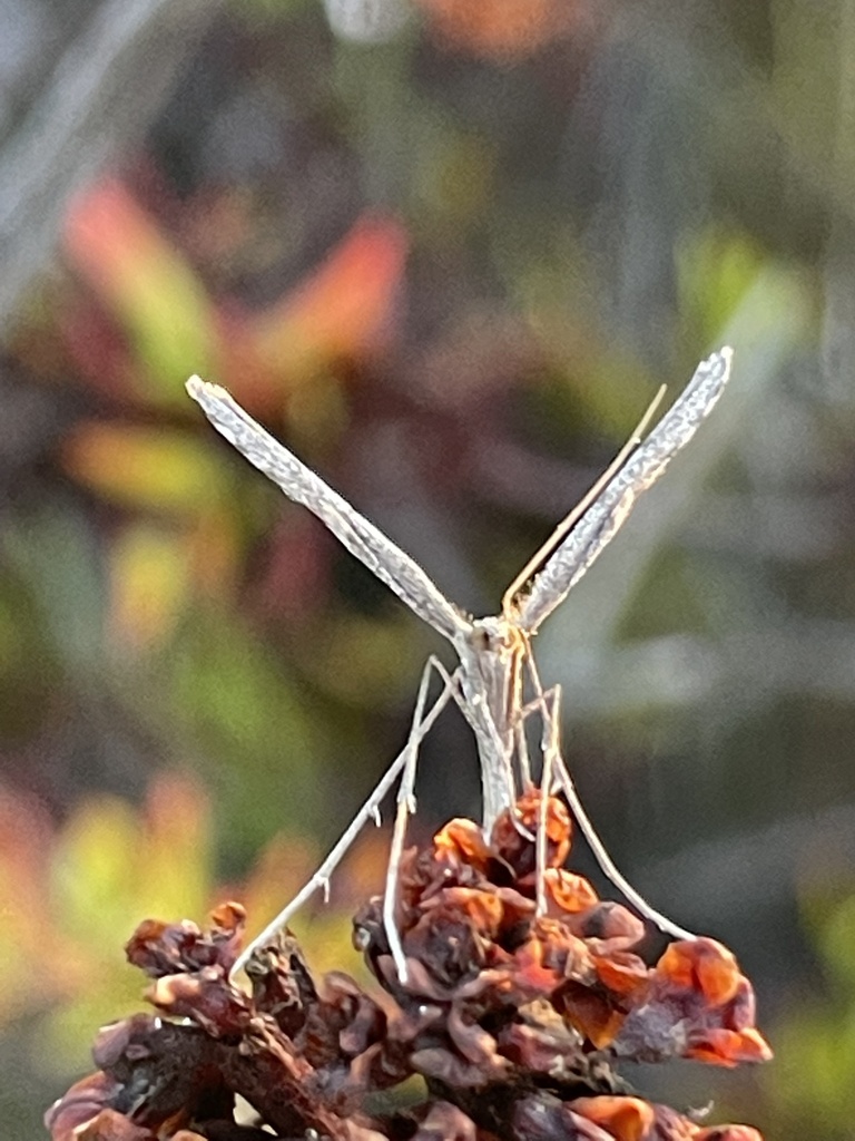 Alkali Heath Plume Moth