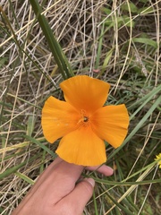 Eschscholzia