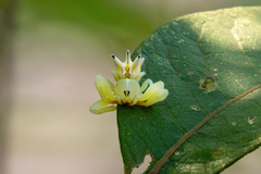 Epicadus heterogaster