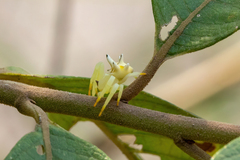 Epicadus heterogaster