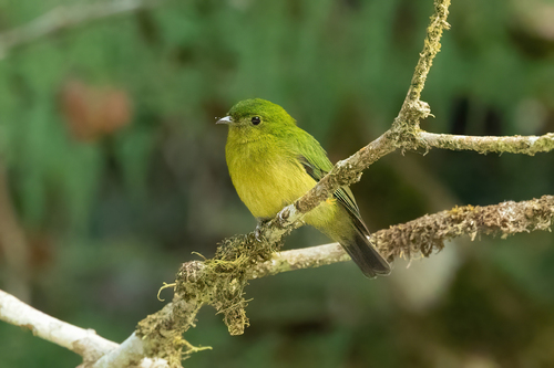 Green Manakin
