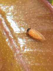 Ctenarytaina insularis