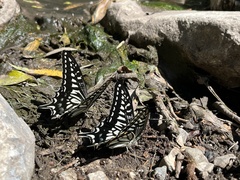 Papilio xuthus
