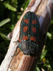 Stigmodera cancellata