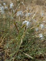 Dianthus squarrosus