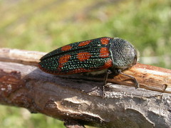 Stigmodera cancellata