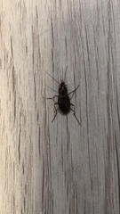 Agonum