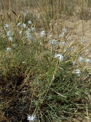 Dianthus squarrosus