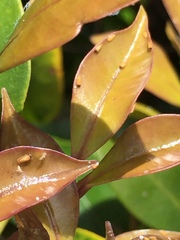 Ctenarytaina insularis