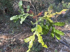 Stenocarpus sinuatus