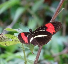 Heliconius erato