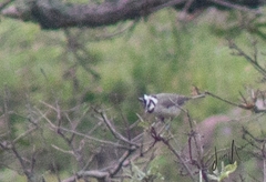 Baeolophus wollweberi