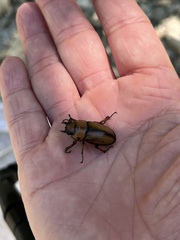 Prosopocoilus astacoides
