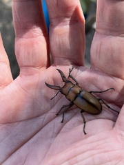Prosopocoilus astacoides