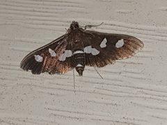 Desmia maculalis
