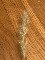 Bothriochloa laguroides