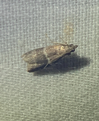 Moodna ostrinella