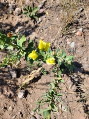 Linaria vulgaris