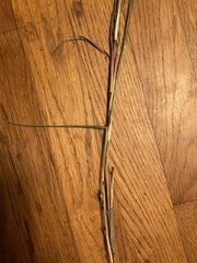 Bothriochloa laguroides