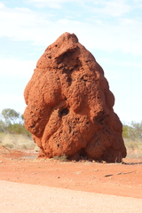 Nasutitermes triodiae