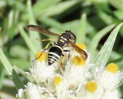 Ancistrocerus catskill