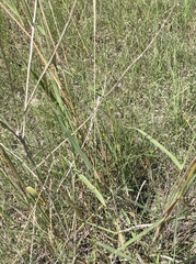 Bothriochloa laguroides