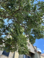 Quercus sinuata