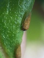 Ctenarytaina insularis