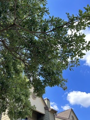 Quercus sinuata