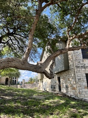 Quercus sinuata