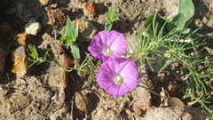 Ipomoea capillacea