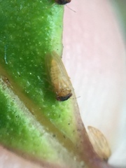 Ctenarytaina insularis